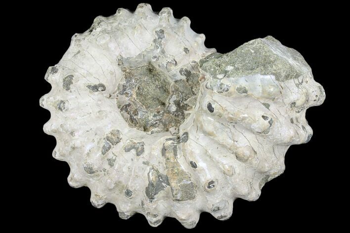 Bumpy Ammonite (Douvilleiceras) Fossil - Madagascar #103049